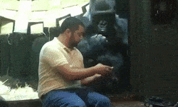 Harambe needed help managing his Tindr.