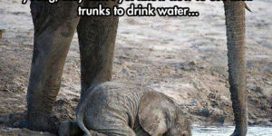 Baby Elephant Doing His Best