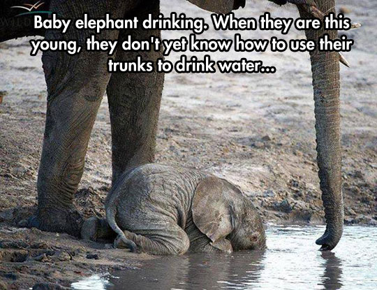 Baby Elephant Doing His Best