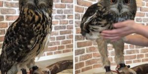 Owls have such long legs