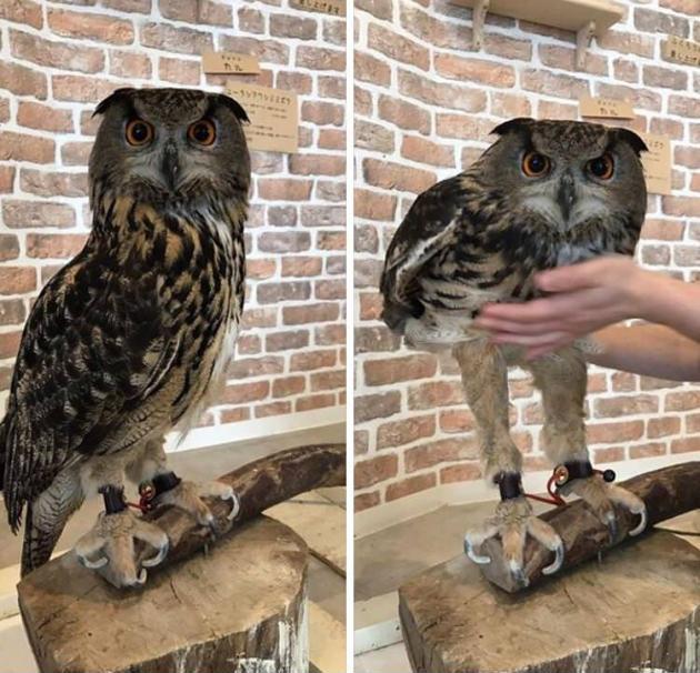 Owls have such long legs