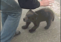 The cutest bear attack!