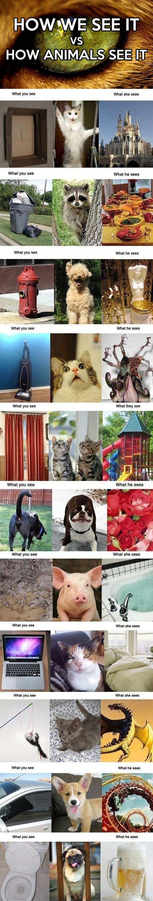 How Humans See It Vs. How Animals See It