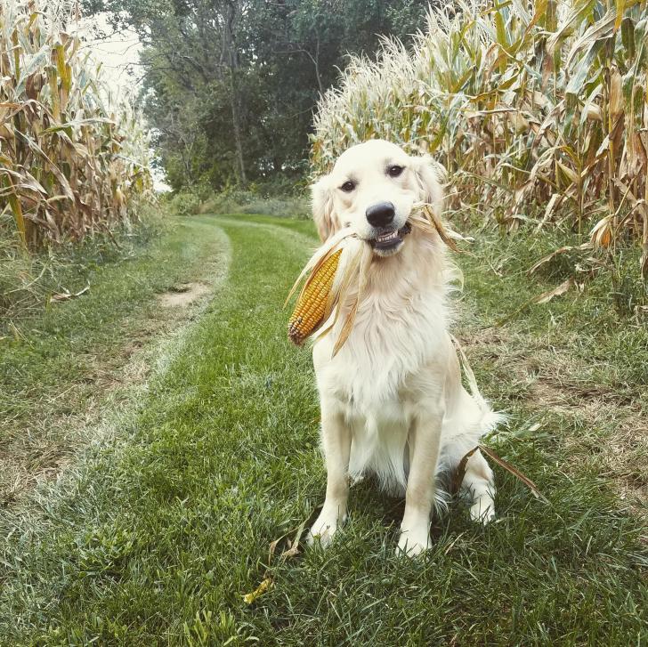Corn doggo