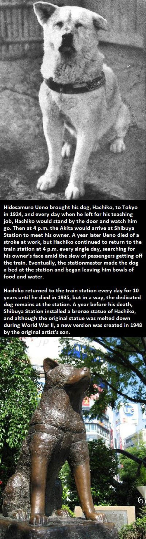 Hachiko, the good dog.