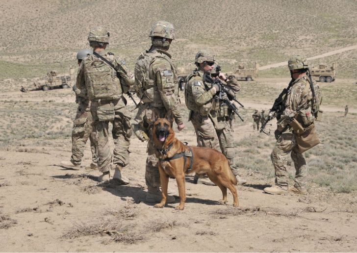 Let's remember our 4 legged veterans as well.