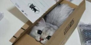 dis my boxes