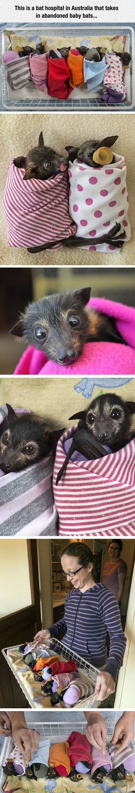 Bat hospital