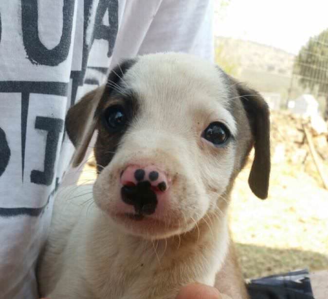 Snoot has permanent boop