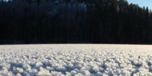 Finnish Ice Flowers