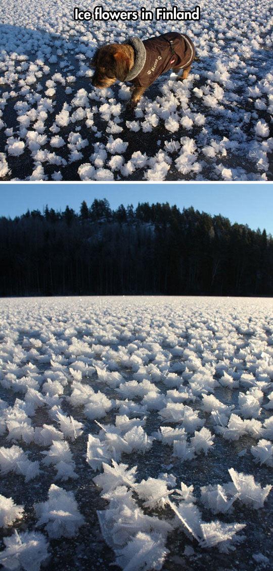 Finnish Ice Flowers