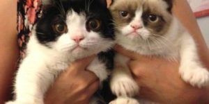 Grumpy Cat has a brother!