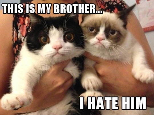 Grumpy Cat has a brother!