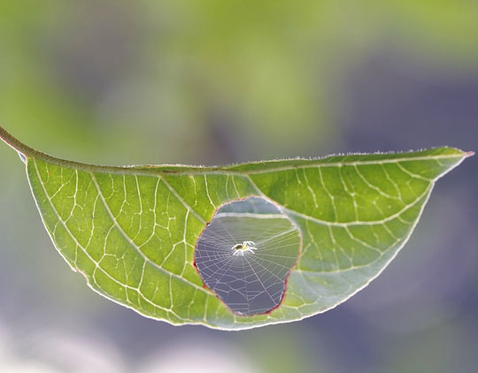 The tiniest arachnid.