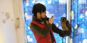 Japanese Owl Cafe