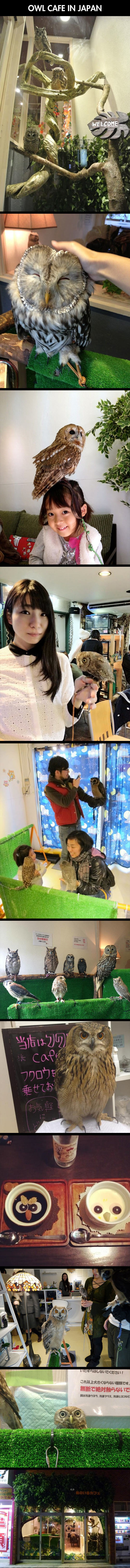 Japanese Owl Cafe