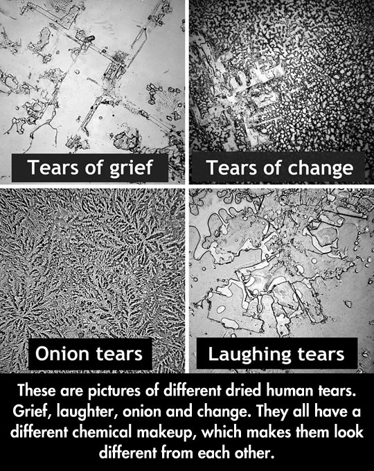The Structure Of A Tear