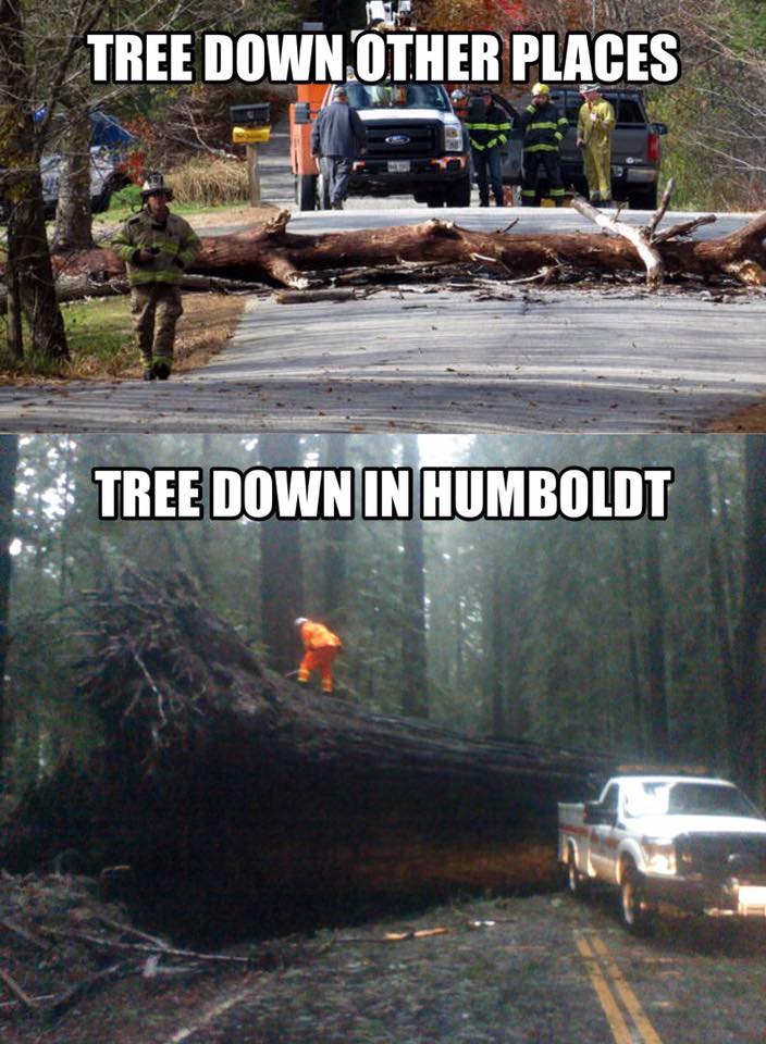 The Joys Of Living In The Redwood Forest