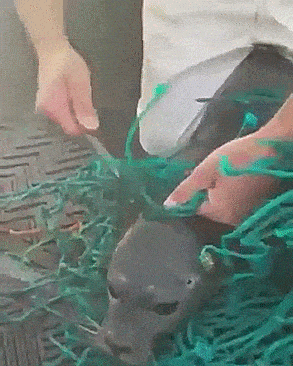 Fisherman saves seal from his own mess of a net.