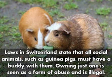Laws In Switzerland. I approve.