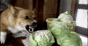 Dogs have a thing for vegetables