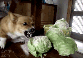 Dogs have a thing for vegetables