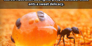 Honey pot ants.