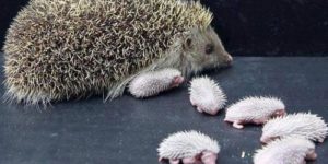 Baby Hedgehogs and their mother. Not as cute…