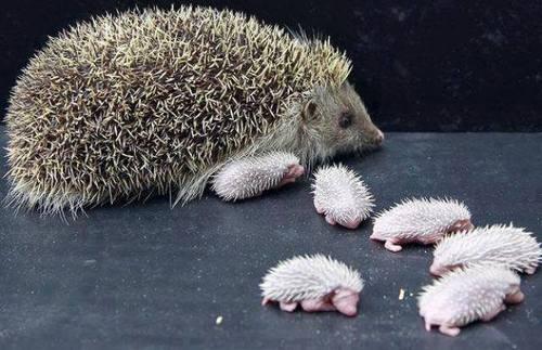 Baby Hedgehogs and their mother. Not as cute...