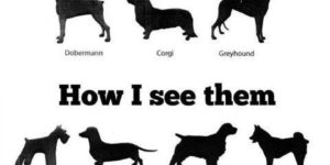 How I see dogs