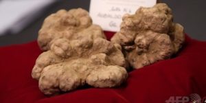 This white truffle weighing 850g or about 2 lbs just sold for $119,000 to a buyer from Hong Kong