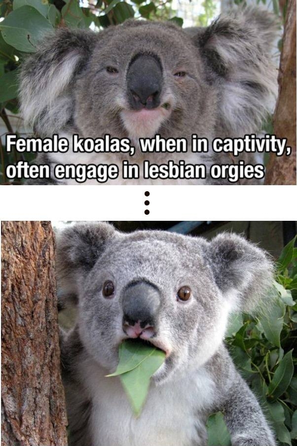 Koalas in captivity.