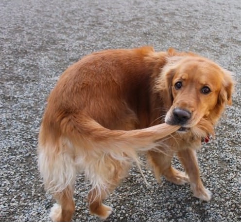 He finally caught his tail!