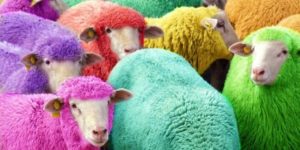 Freshly dyed sheep run in view of the highway near Bathgate, Scotland. The sheep farmer has been dying his sheep with NON-TOXIC dye since 2007 to entertain passing motorists.