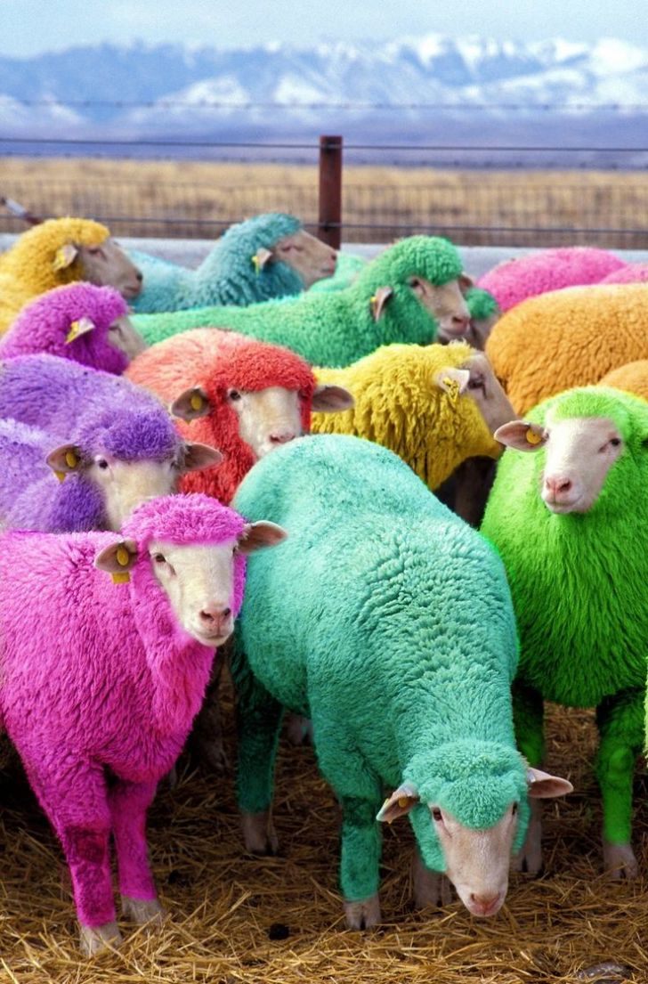 Freshly dyed sheep run in view of the highway near Bathgate, Scotland. The sheep farmer has been dying his sheep with NON-TOXIC dye since 2007 to entertain passing motorists.