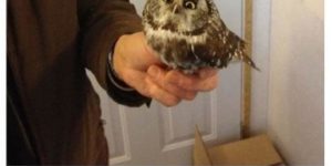 Owl Is Displeased