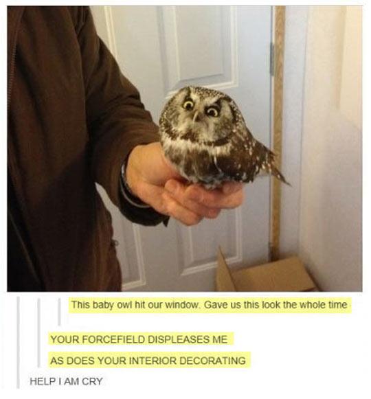 Owl Is Displeased