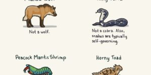 Animals with misleading names