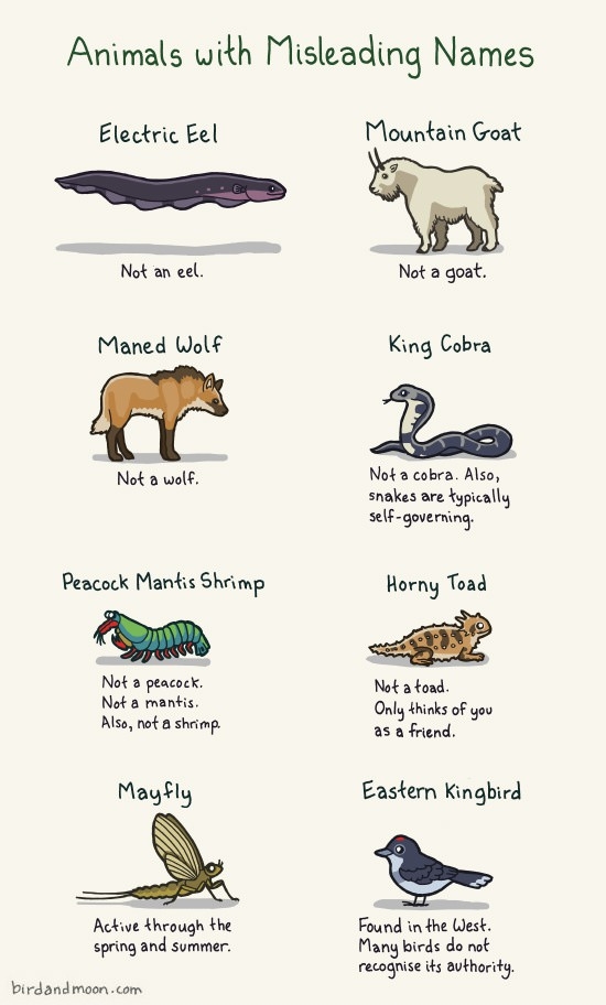 Animals with misleading names