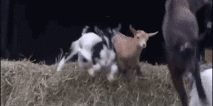 Goat Parkour