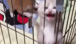 Kitty wants out!