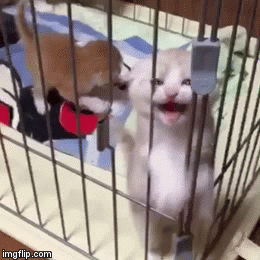 Kitty wants out!