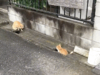 Catch me if you cat…