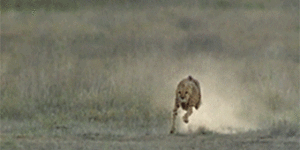 Cheetah using its tail to counter torsion and keep balance as it chases its prey.
