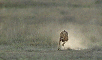 Cheetah using its tail to counter torsion and keep balance as it chases its prey.