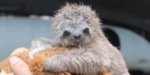 Baby Sloth was found in Costa Rica hugging his mother’s corpse in the rain, he was rescued and was given a teddy bear for comfort.