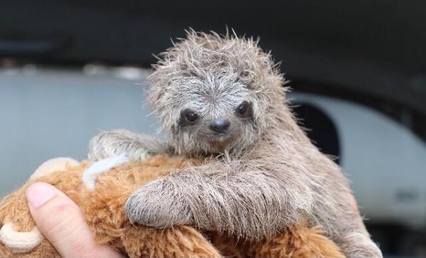 Baby Sloth was found in Costa Rica hugging his mother's corpse in the rain, he was rescued and was given a teddy bear for comfort.