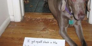 Best of dog shaming