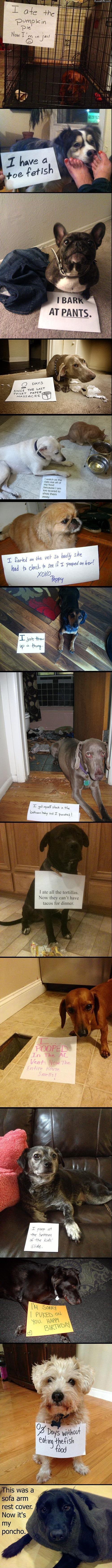 Best of dog shaming