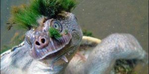 Moss turtle, and you thought you had a bad hair day